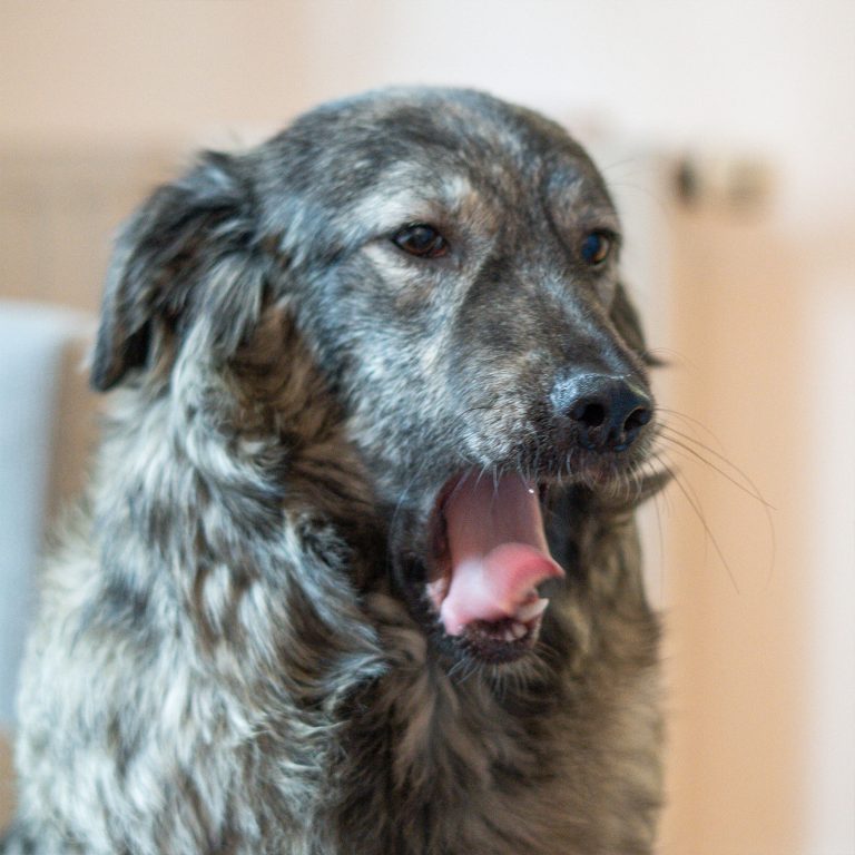 Team hallöchen Nissy