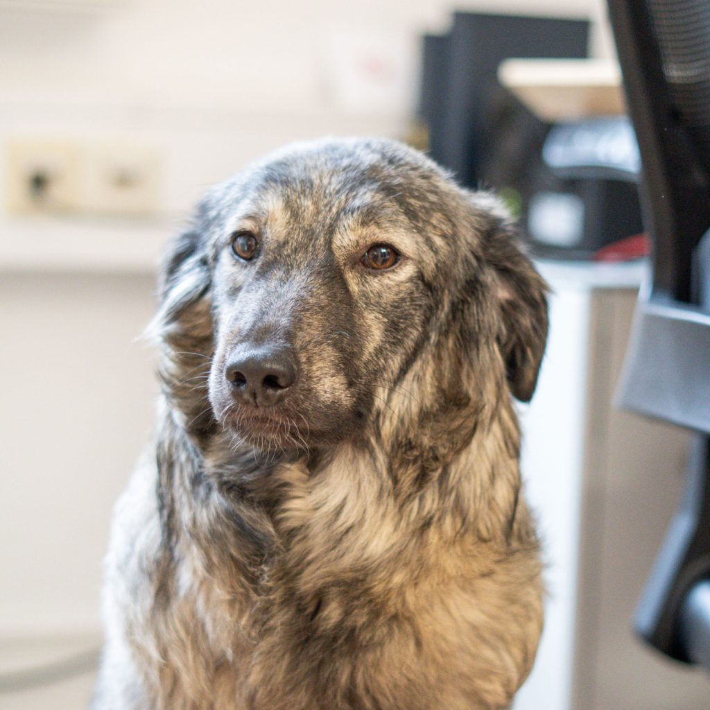 Team hallöchen Nissy